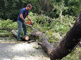 Tree and Shrub Care in Mount Vernon, MD