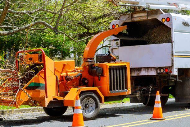 Best Tree Removal  in Mount Vernon, MD
