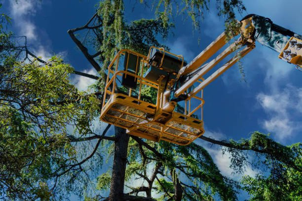 Best Storm Damage Tree Cleanup  in Mount Vernon, MD