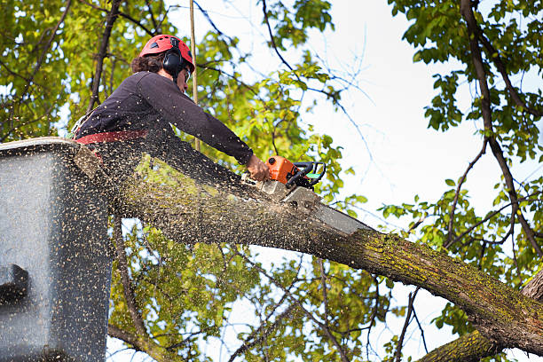 Best Tree Cabling and Bracing  in Mount Vernon, MD