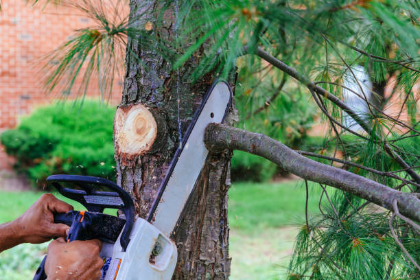 Best Leaf Removal  in Mount Vernon, MD